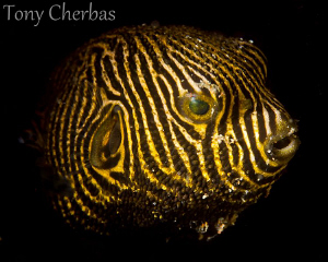 Juvenile Puffer: Snooted mid water with my fiber optic snoot by Tony Cherbas 